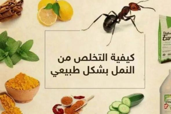 وصفة التخلص من النمل من منزلك بكل سهولة ومش هتلاقي نمل في أي مكان تاني