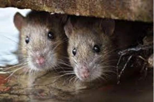 اكتشف طريقة جديدة ومبتكرة للتخلص من الفئران في منزلك بدون استخدام السم.!