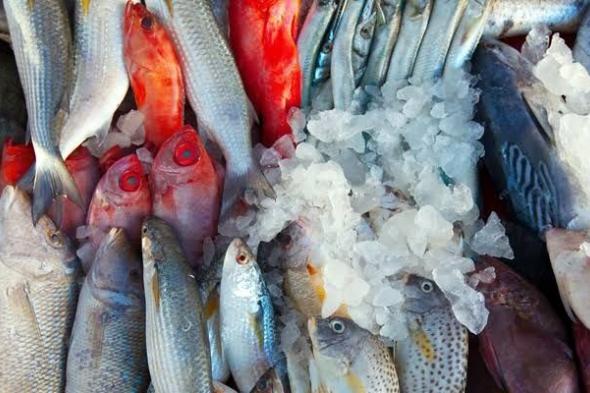 سم قاتل .. 4 أنواع من ”السمك” يتناولها الجميع وهي خطيرة للغاية وسامة .. ابتعد عنها حالا