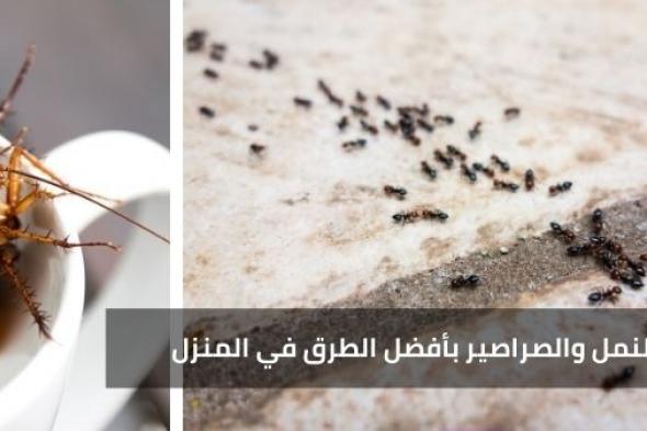 طريقة مجربة وفعالة تخلص بيتك من النمل والصراصير وكل الحشرات المزعجة خلال 24 ساعة