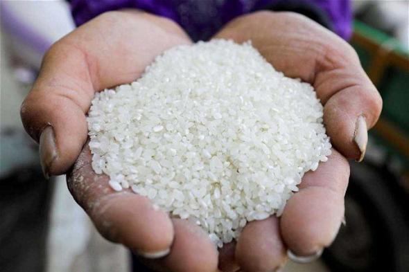 سعر طن الأرز الشعير اليوم الأربعاء 29 نوفمبر 2023.. «وصل لكام النهاردة»