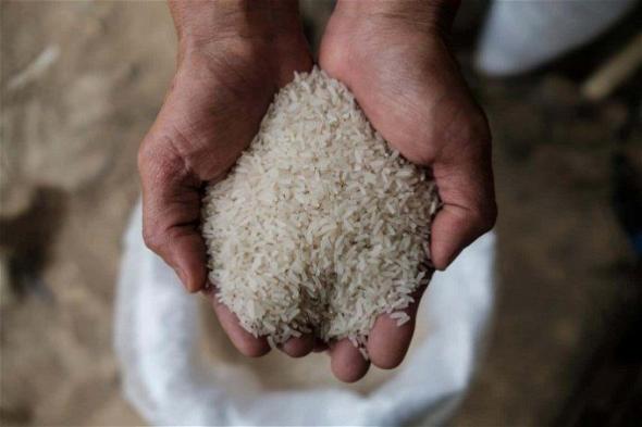  سعر الأرز اليوم الإثنين 5 فبراير 2024 .. انهيار لا يصدق في ثمن الطن قبل قليل