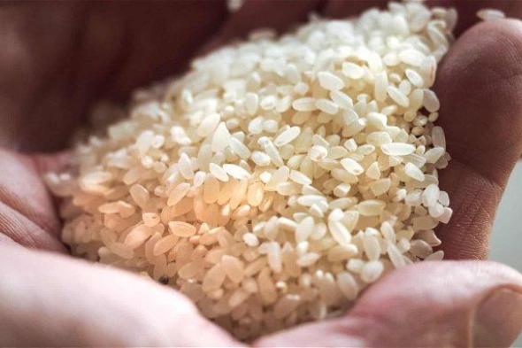 سعر الأرز اليوم الإثنين 25 مارس 2024 .. الطن نزل أكثر من 400 جنيه