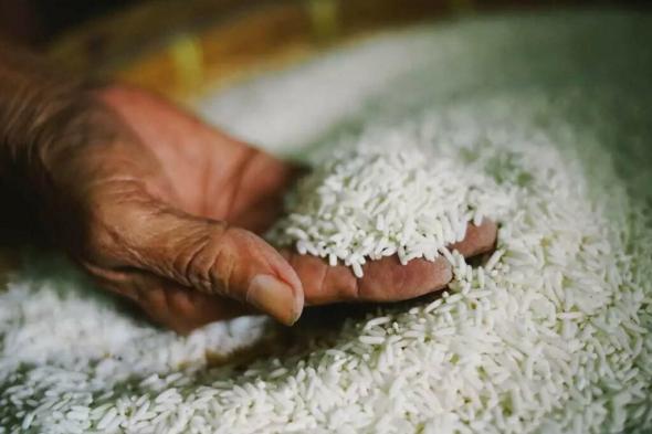 سعر الأرز اليوم الأربعاء 10 أبريل 2024 .. مفاجأة أول أيام العيد