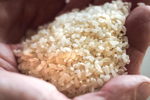سعر الأرز اليوم الخميس 11 أبريل 2024 .. هبوط حاد بالأسواق قبل قليل