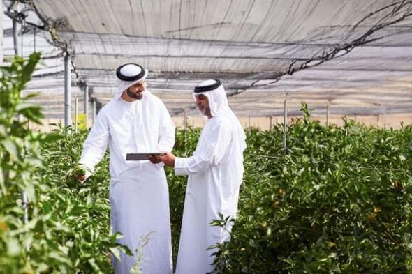 أبوظبي تُحظر تعدين العملات الرقمية في المزارع وتُحدد الأنشطة المسموح بها