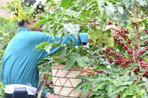 الشركة السعودية للقهوة تفتتح مصنعاً لإنتاج البن في جازان