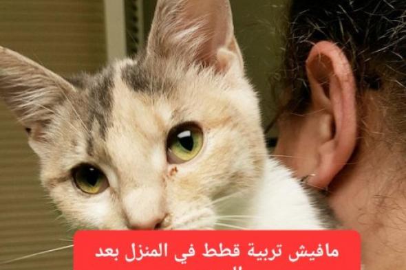 ما علاقة القطط بتساقط الشعر؟ تحذير سعودي جديد يثير رعب النساء