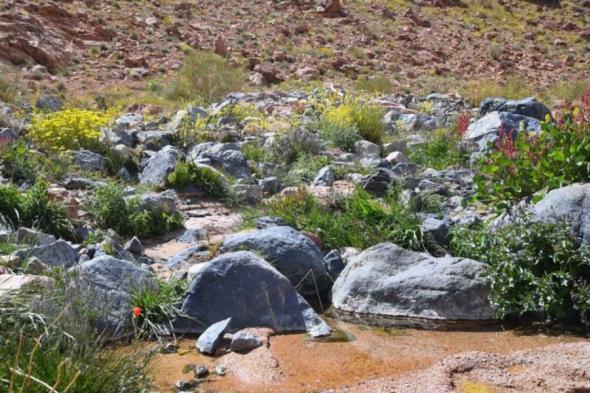 السعودية الخضراء: 63 نوعًا نباتيًا محليًا يزدهر في تبوك